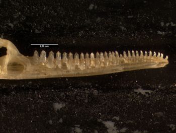 Media type: image;   Herpetology R-132035